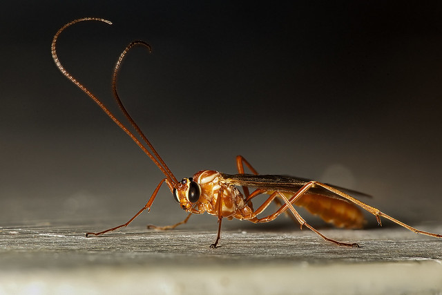 Parasitic Ichneumon Wasp