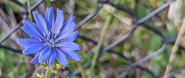 Chicory blue flower in front of fence