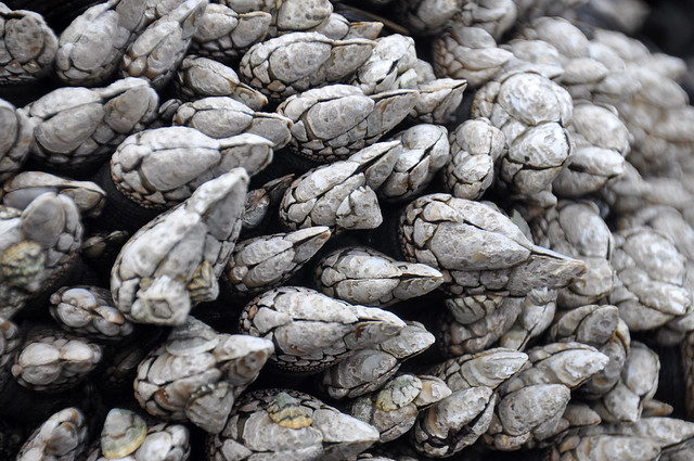 Pollicipes polymerus (gooseneck barnacles) (Yaquina Head, Oregon, USA) 6