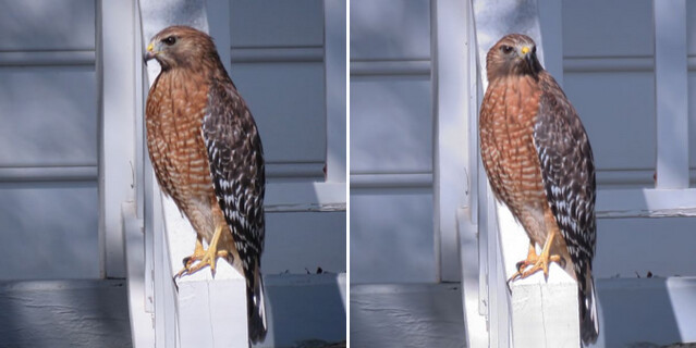 red-shouldered hawk mosaic