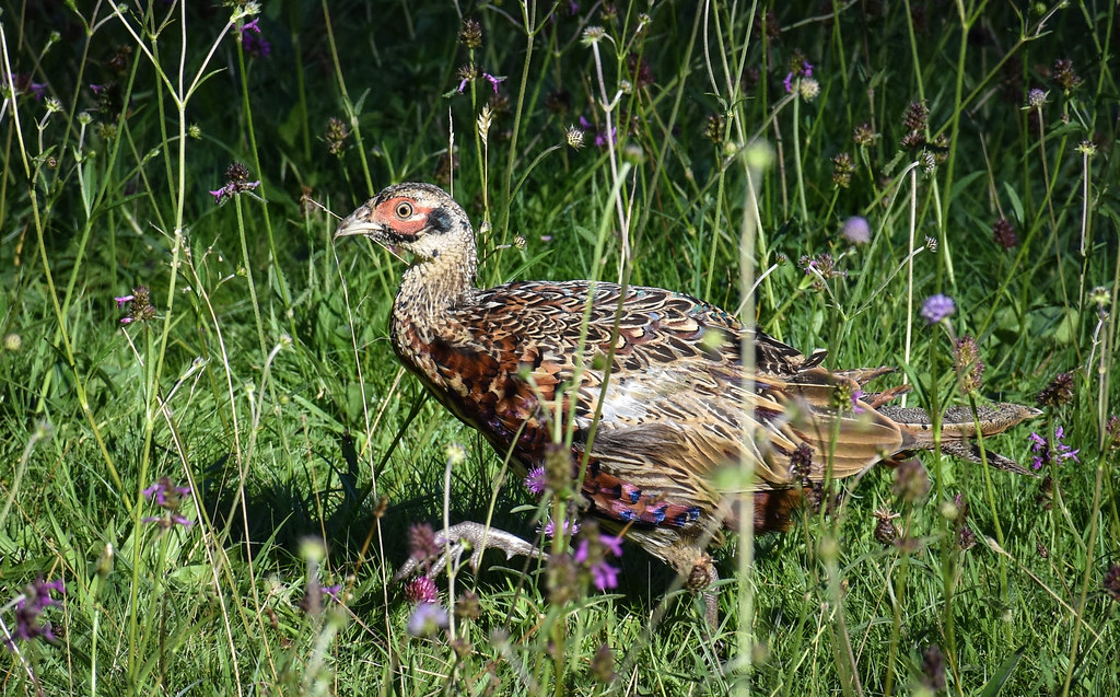 Juvenile Pheasant