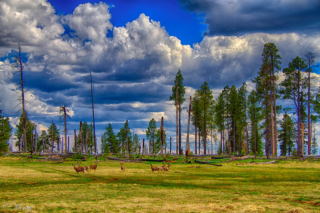 Deer Grazing, Crosby Crossing, Arizona (explore 21 Oct 23)