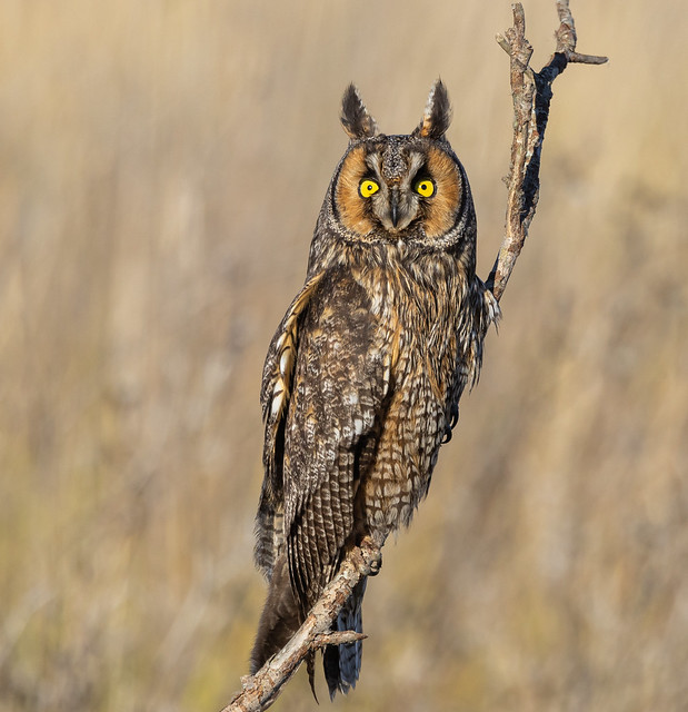 Long-eared Owl (R51_1125-1)