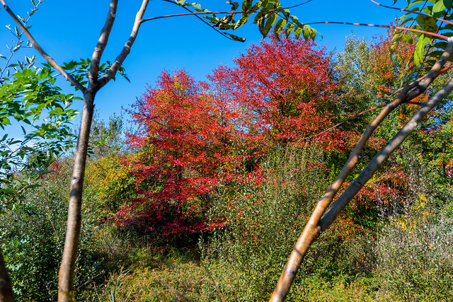 Autumn Colors Whippany8506