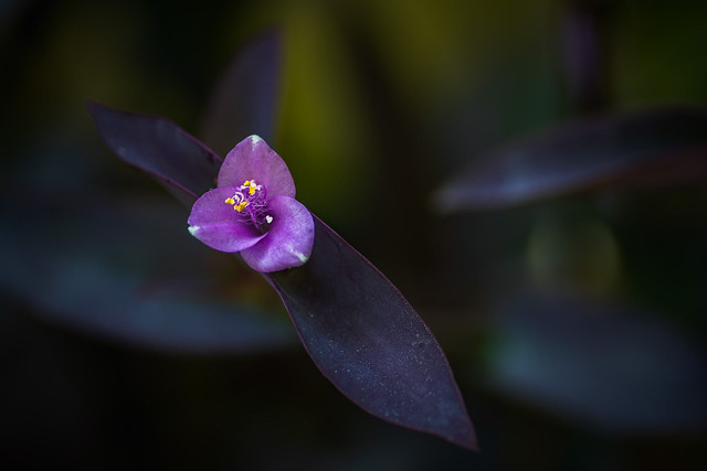 Purple hearts (Tradescantia pallida 'Purpurea')