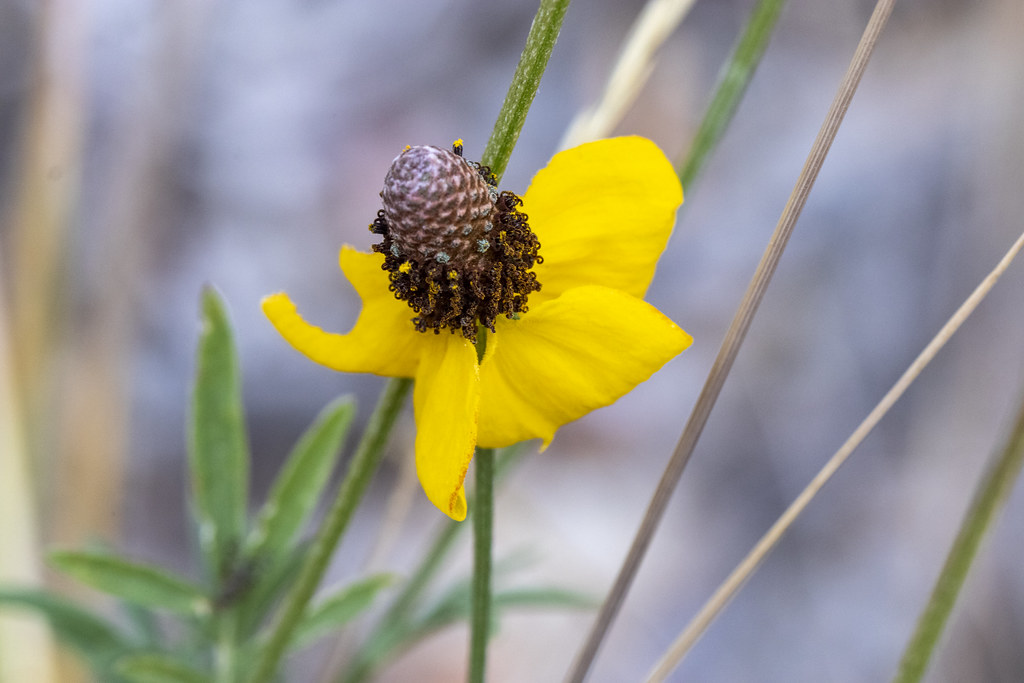 Ratibida columnifera, Cibola National Forest, Bernalillo County, New Mexico