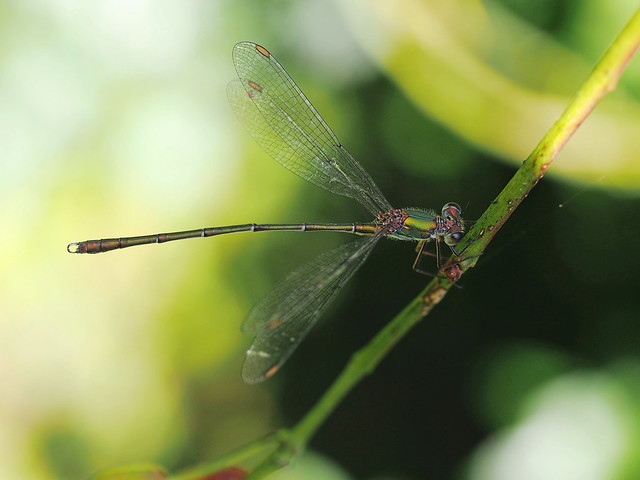 Eine kleine Libelle - A little dragonfly