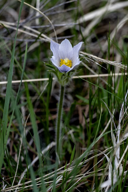 Prairie Pasqueflower