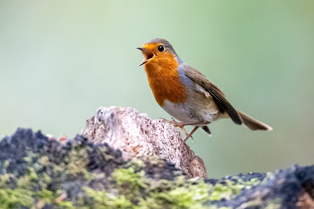 Woken by loud singing this morning, a beautiful Robin 😊