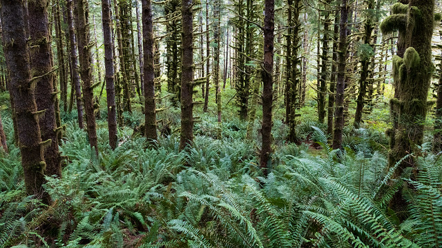 Favorite Forest