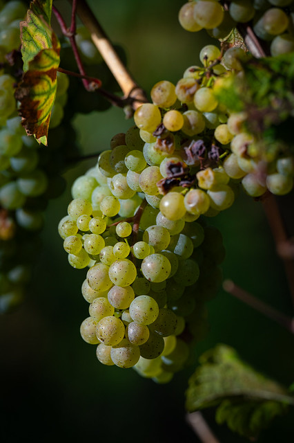 The grapes are ready for harvest