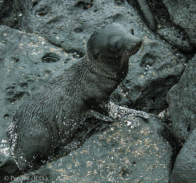 Seal pup blending into the rocks, Galapagos, Ecuador