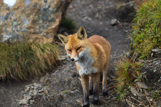 Fox on the Eiger Trail, Switzerland
