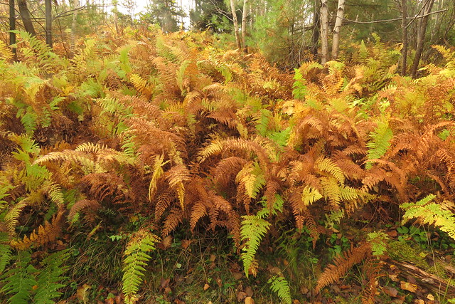 Lush Autumn Ferns Growing in a Forest on Graves Island P.P.