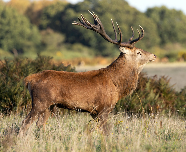 Red Deer Stag - 18 point
