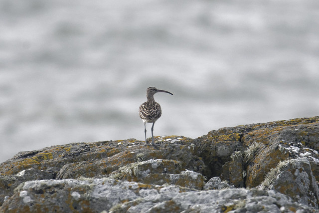 Whimbrel Louth
