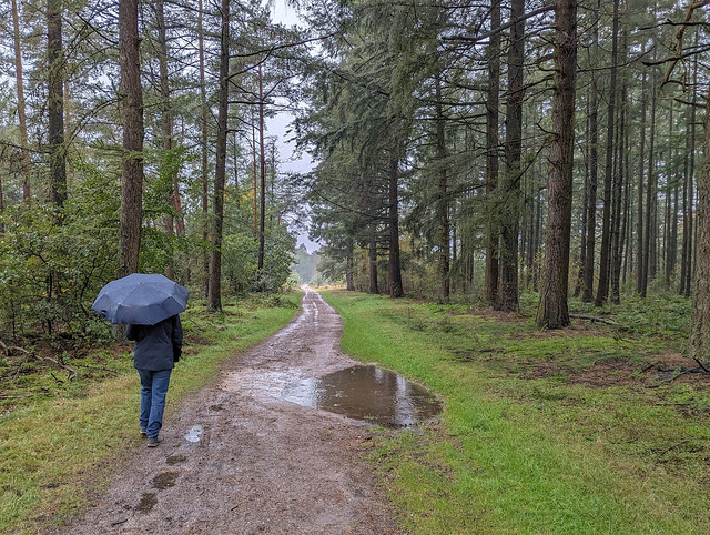 A short stroll in the rain through the countryside surrounding Koudhoorn, Netherlands. Sprielderbos.