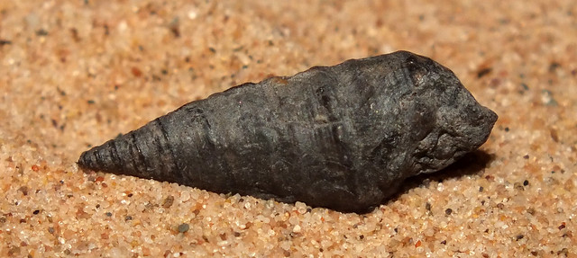 Extinct tower snail (†Paraglauconia strombiforme) fossil under side