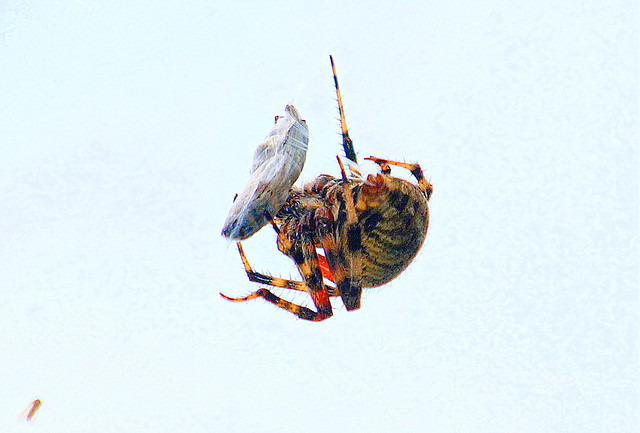 Spotted Orbweaver With A Snout & Bark Beetle Snack