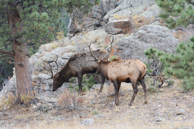 [] Grazing Bull Elks []