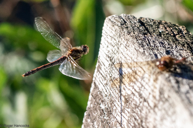 Common Darter at Potteric Carr