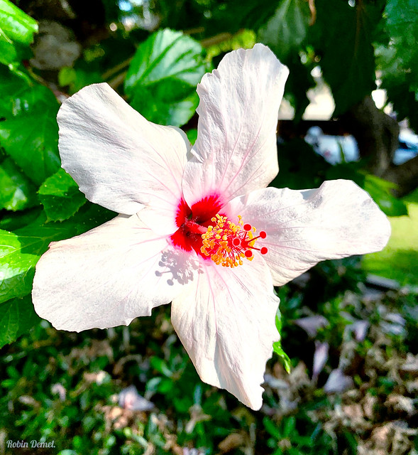 Hibiscus. 23
