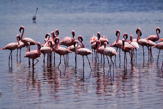 Lake Nakuru NP, Kenya (lesser flamingo)