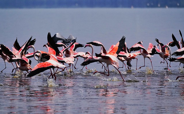 Lake Nakuru NP, Kenya (lesser flamingo)