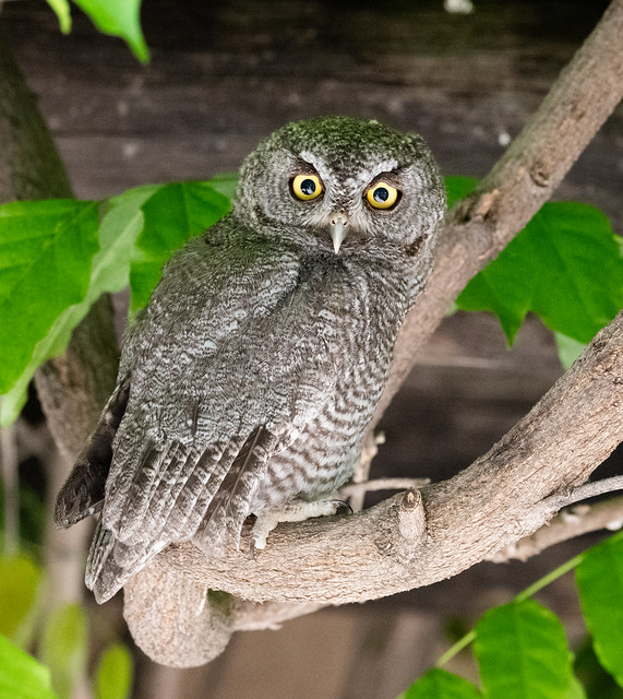Western Screech-Owl (Megascops kennicottii)_Z501320-2