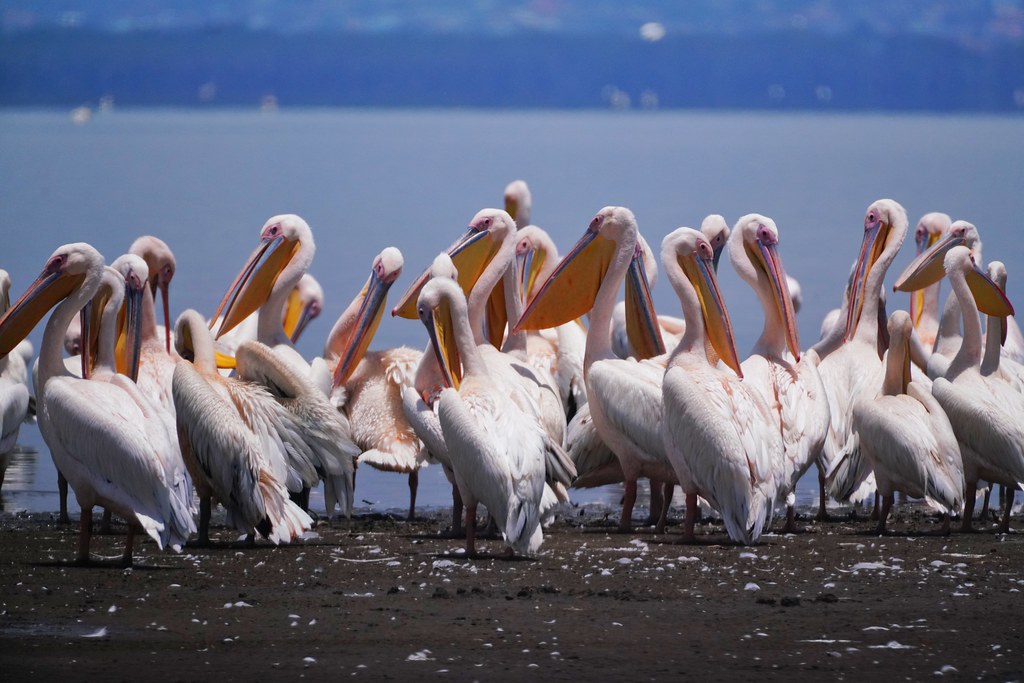 Lake Nakuru NP, Kenya (great white pelican)