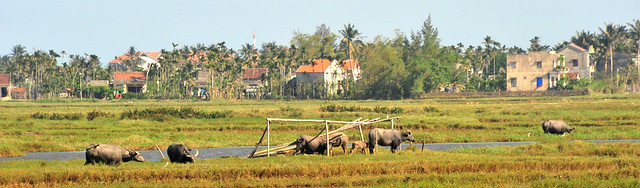 Water buffalo beside the flooded rice paddy in rural Vietnam