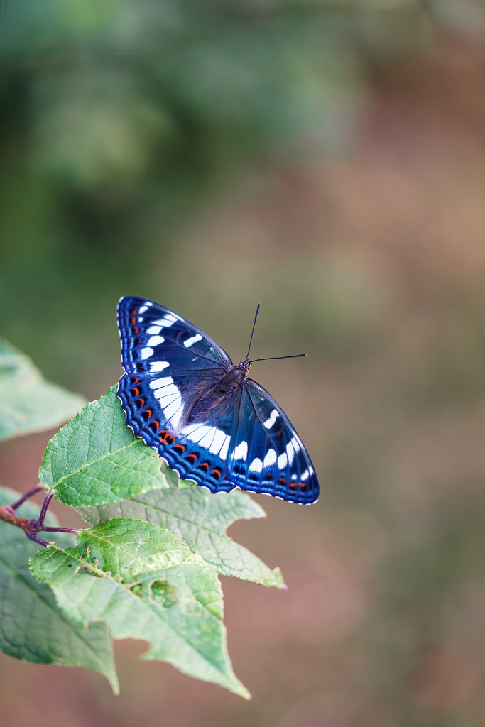 Limenitis populi | aspfjäril | Poplar Admiral
