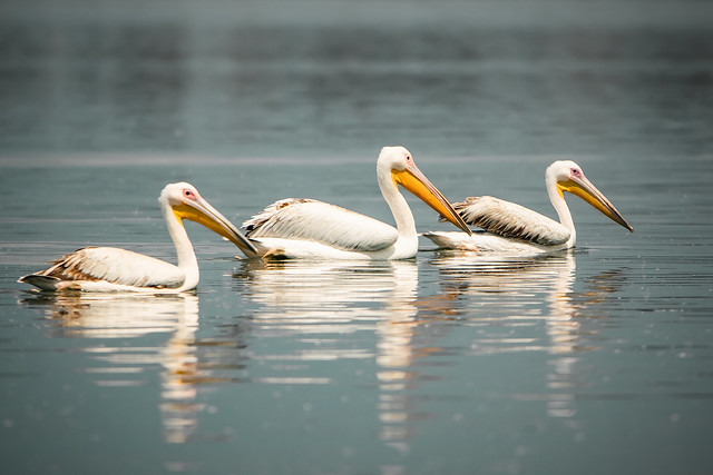 Pelican Triad