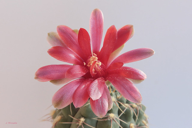 Flor de cactus IMG_1143