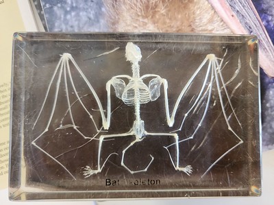 Photo of a preserved bat skeleton 