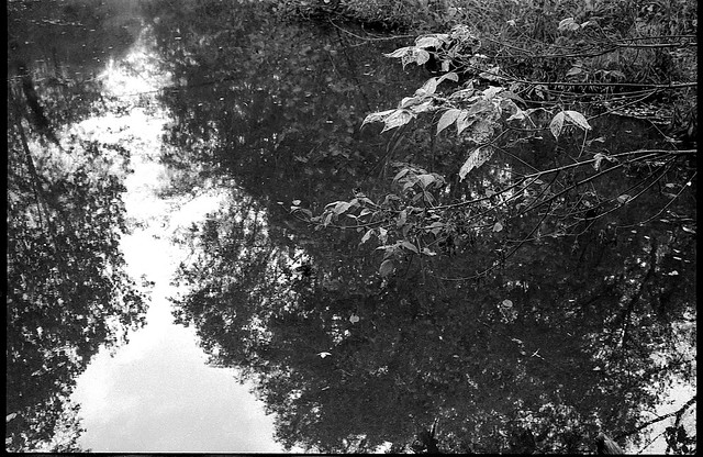 overhanging branches, still water, reflections, Beaver Lake Bird Sanctuary, Asheville, NC, Nikon F2, nikkor 55mm f-3.5, Kosmofoto Agent Shadow 400, HC-110, 10.19.23