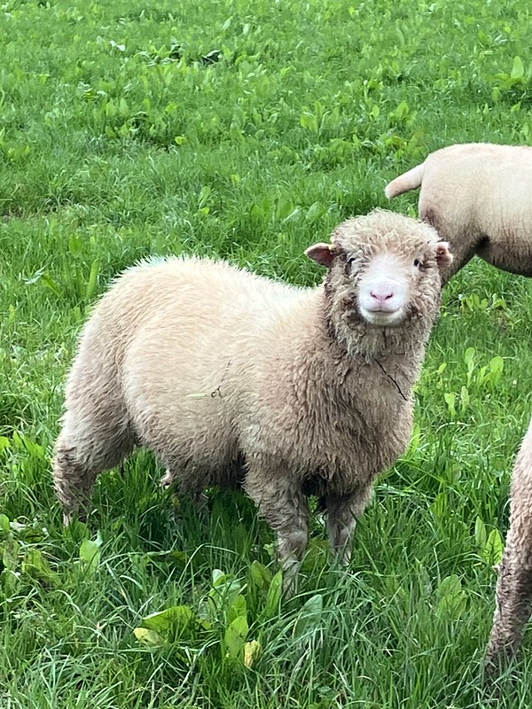 I named this sheep "Robin"