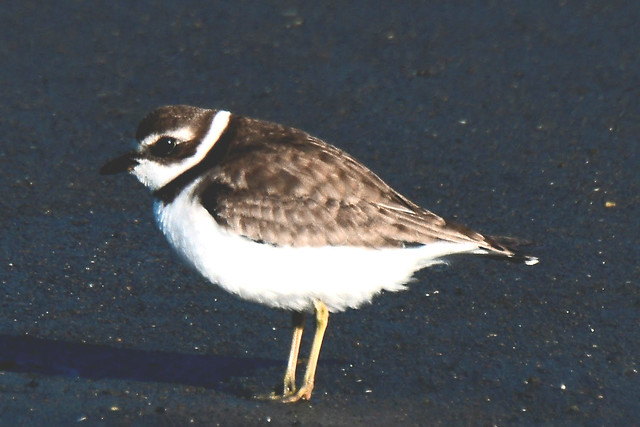 Semi palmated plover (puffy) number two.