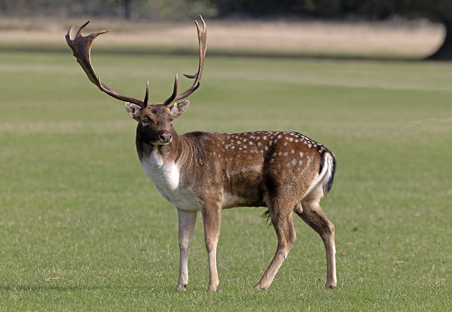 Buck Fallow Deer (Dama dama) - Holkham Park, Norfolk.