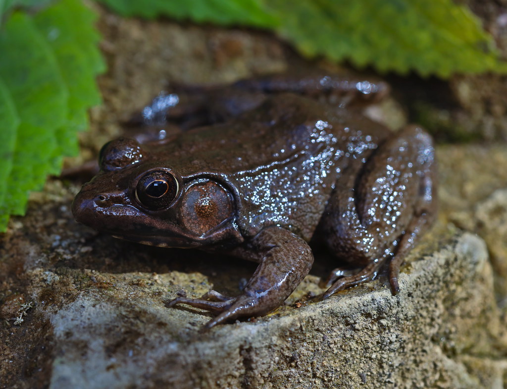 Bronze Frog (Lithobates clamitans clamitans)