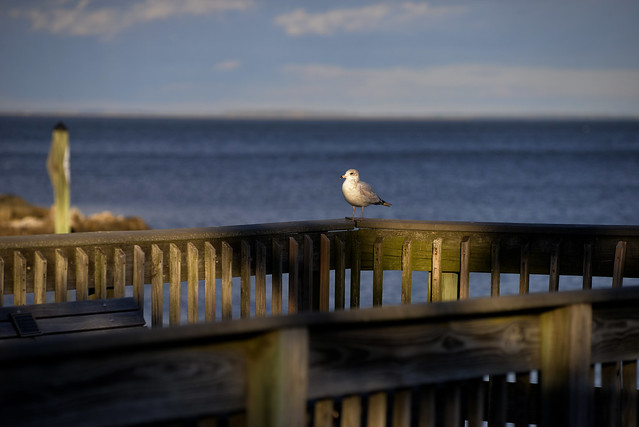 Sea Gull Posing