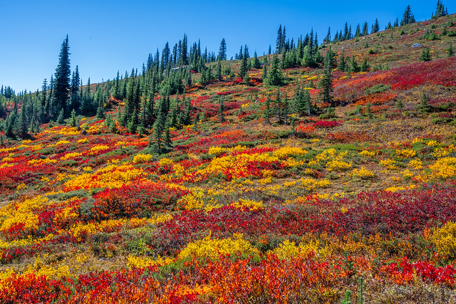 Mount Rainier Fall Colors