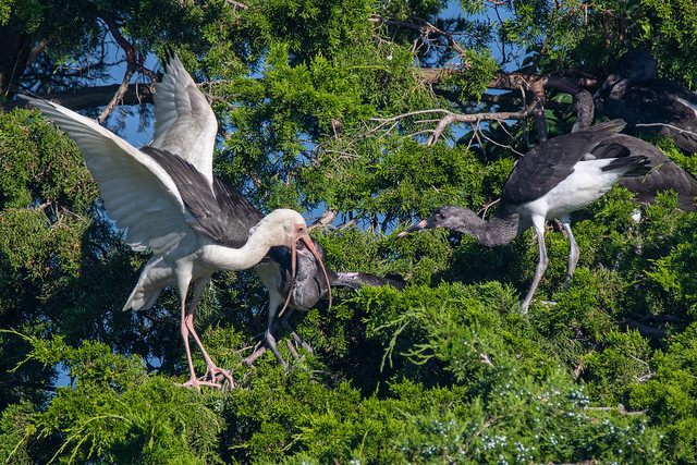 White ibis family meal
