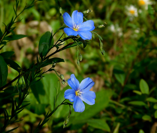 Niebieskie kwiaty.