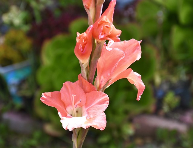 Gladiolus. Prudence Salinas,California