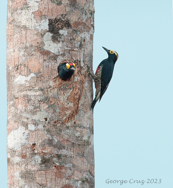 Yellow-tufted-Woodpecker