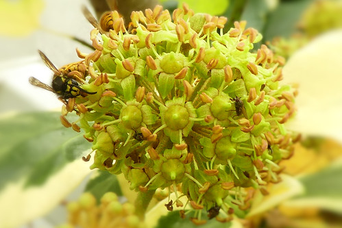 Bokeh ivy flower and bees