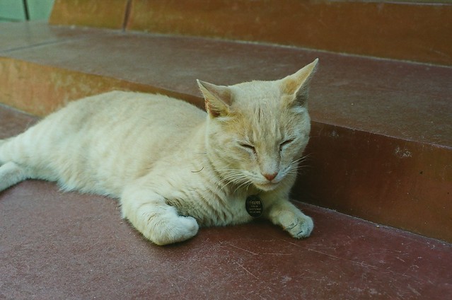 famous hamish, the beautiful orange cat who works at crystal bridges art museum