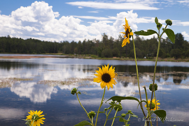 Sunflowers at Woodland Lake, Pinetop–Lakeside, Arizona I