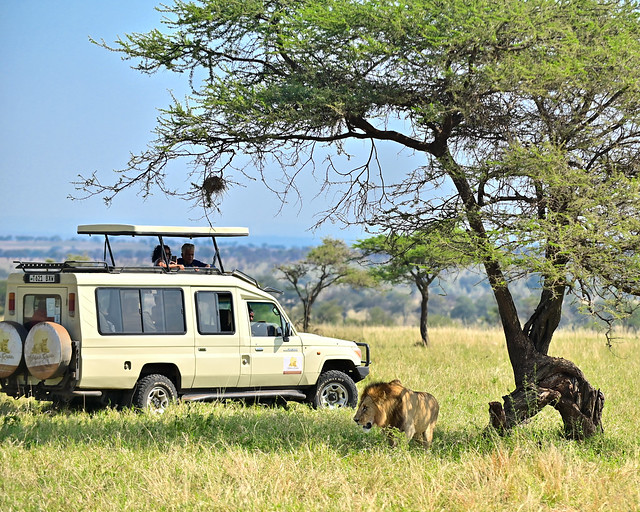 Safari por el Parque Nacional del Serengueti
